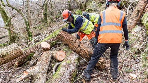 Rangers clearing trees after Storm Darragh in Eryri (Snowdonia)